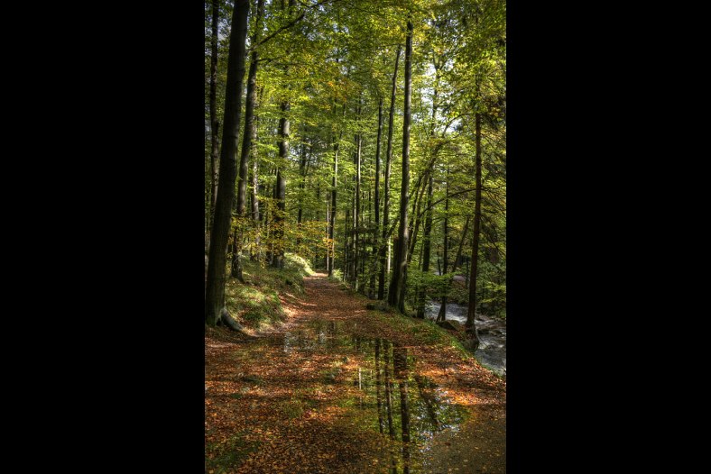 in a wood